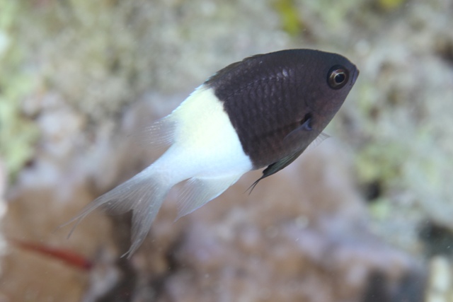 bicolore